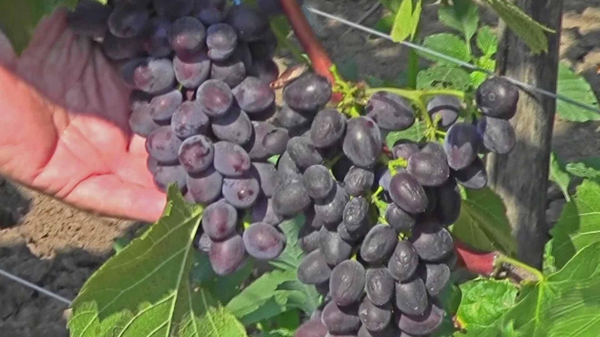 Виноград кишмиш юпитер: описание сорта