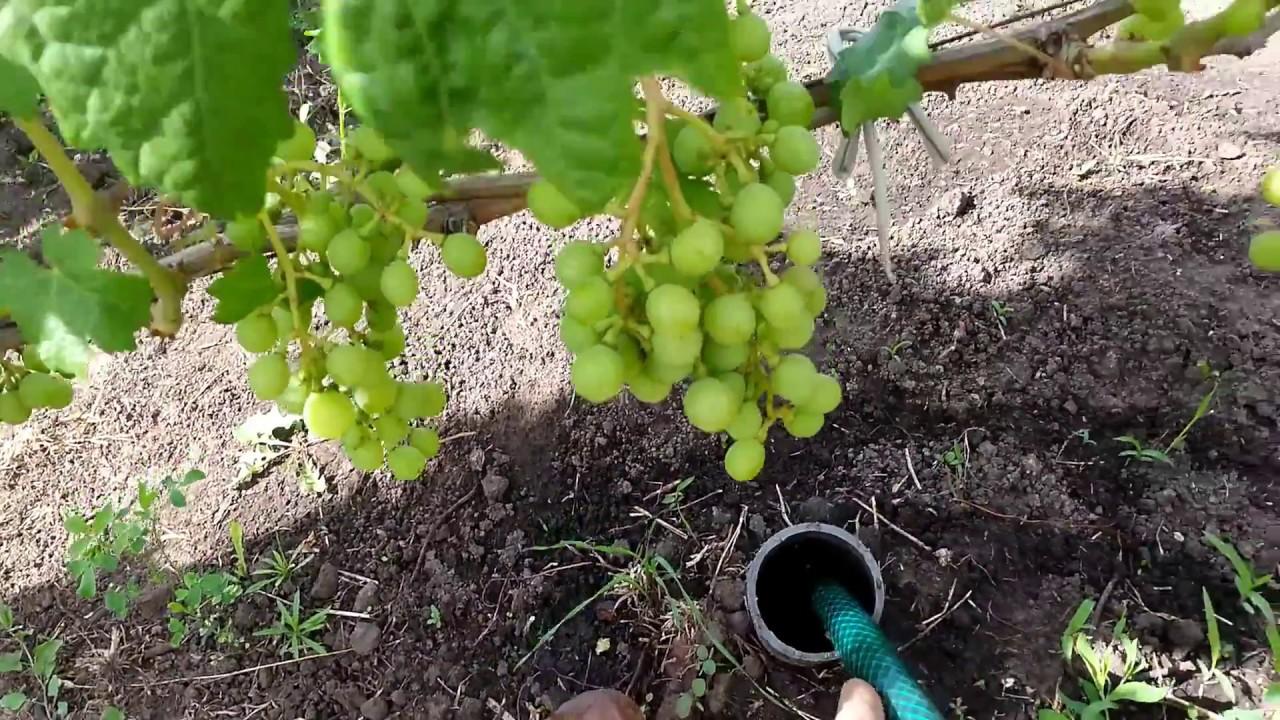 Как часто поливать виноград после посадки