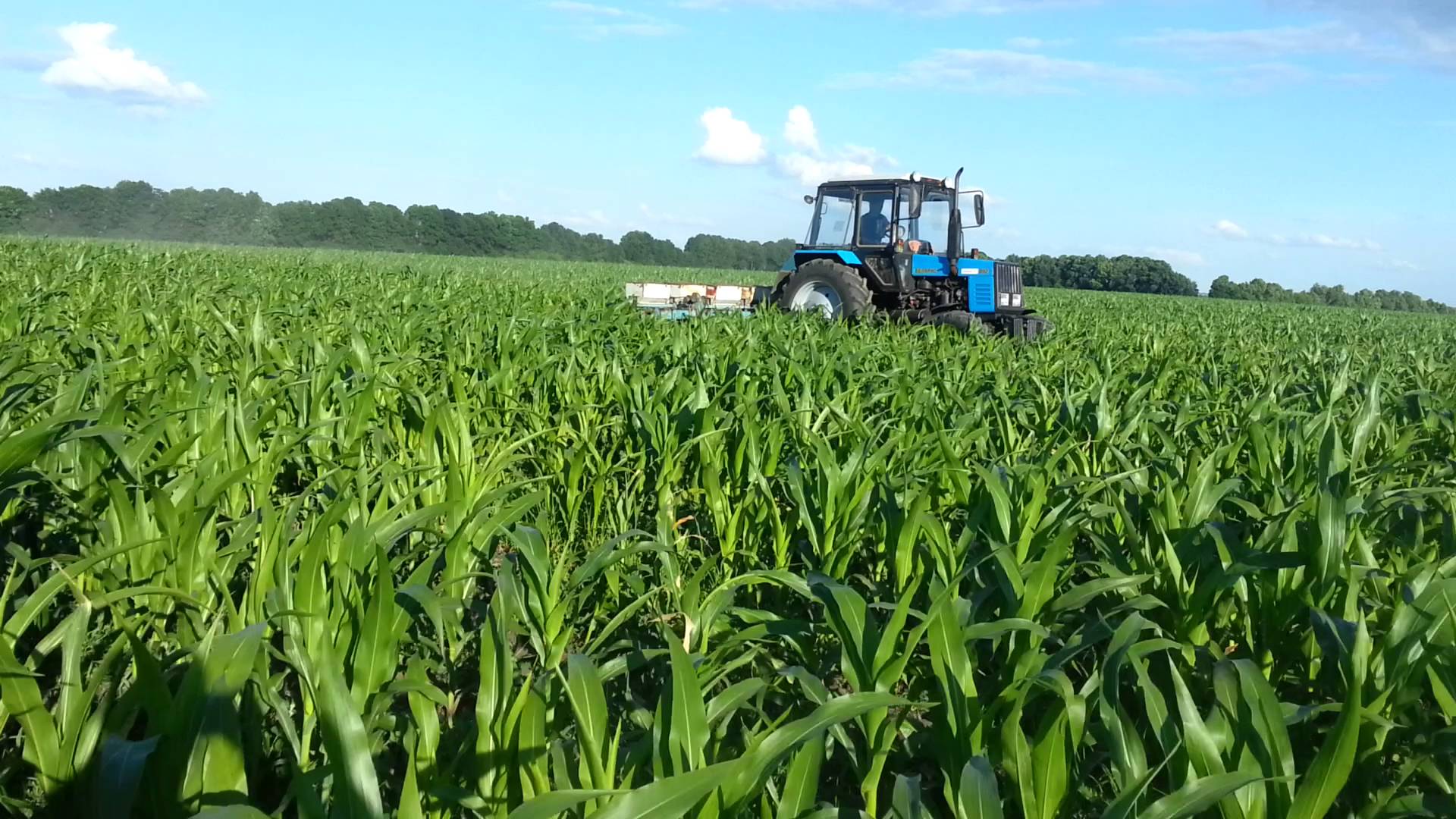 Технология уборки урожая. Десикация кукурузы. Возделывание кукурузы на силос. Кукуруза на силос урожайность. Трактор для кукурузного поля.