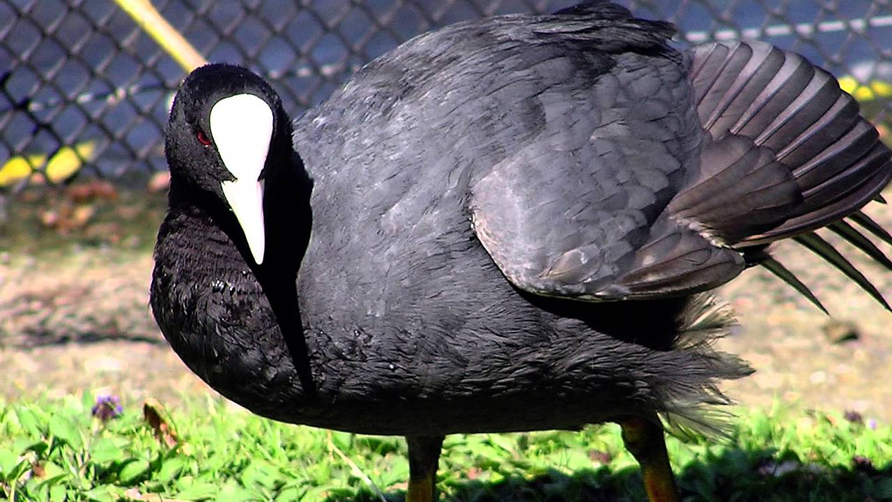 О породе черных уток: как называется, описание, где обитает птица