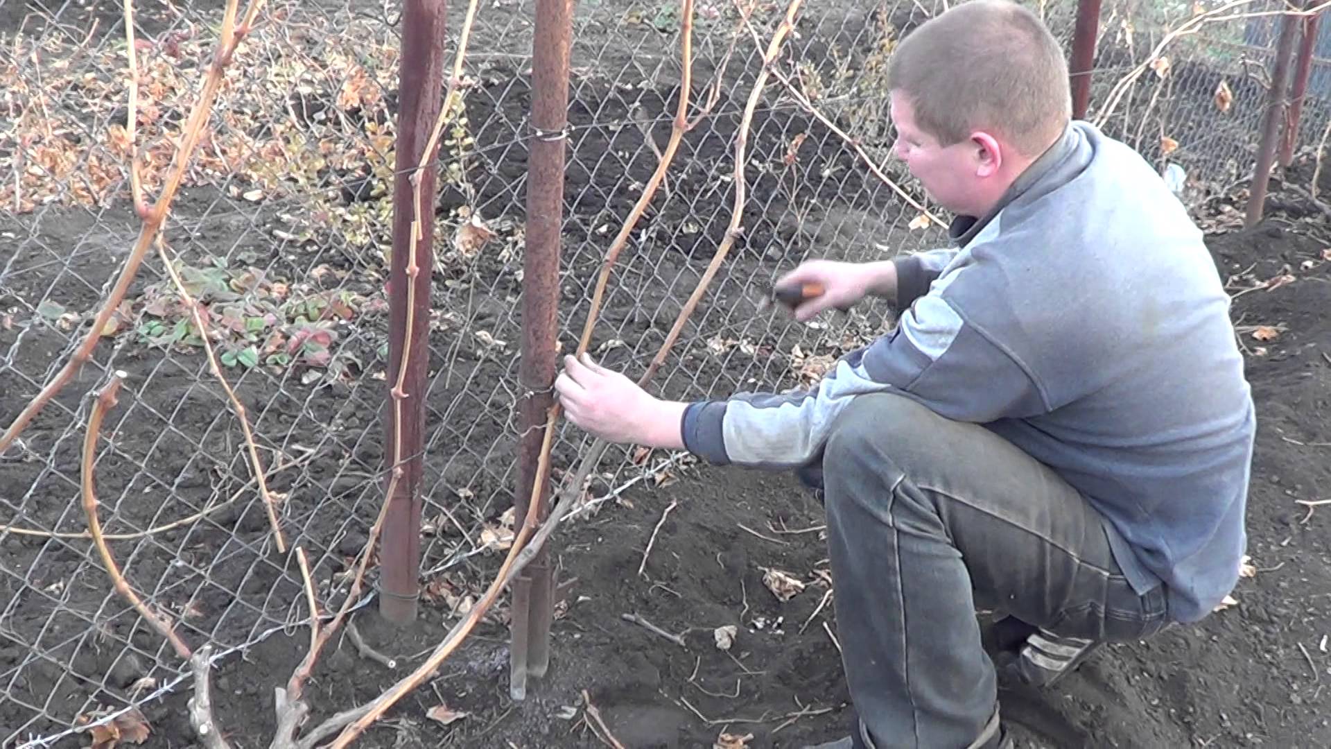 Уход за виноградом весной начинающим, видео