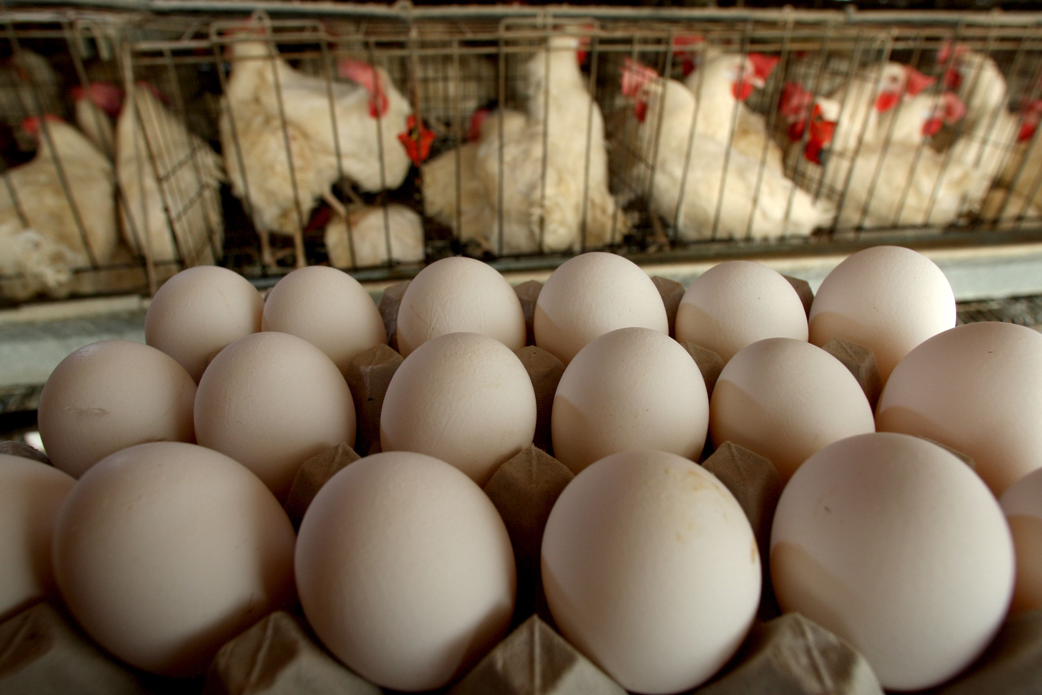 Купить яйца в геншине. Яйца кур "птицефабрика Таганрогская". Инкубационное яйцо. Яйца куриные инкубационные. Курица с яйцами.