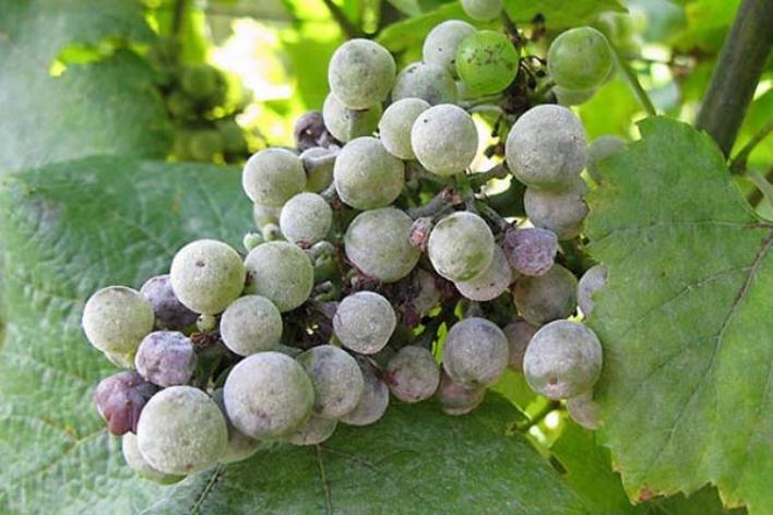 Белый налет на листьях винограда - препараты от оидиума на винограде