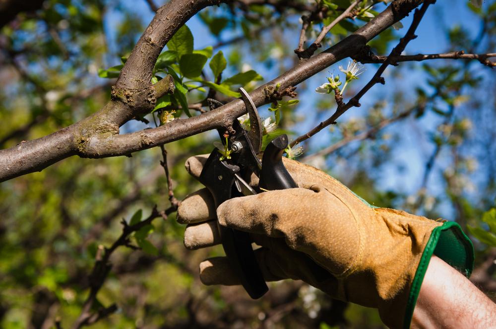 О коккомикозе вишни и мерах борьбы: лечение монилиоза, устойчивые сорта