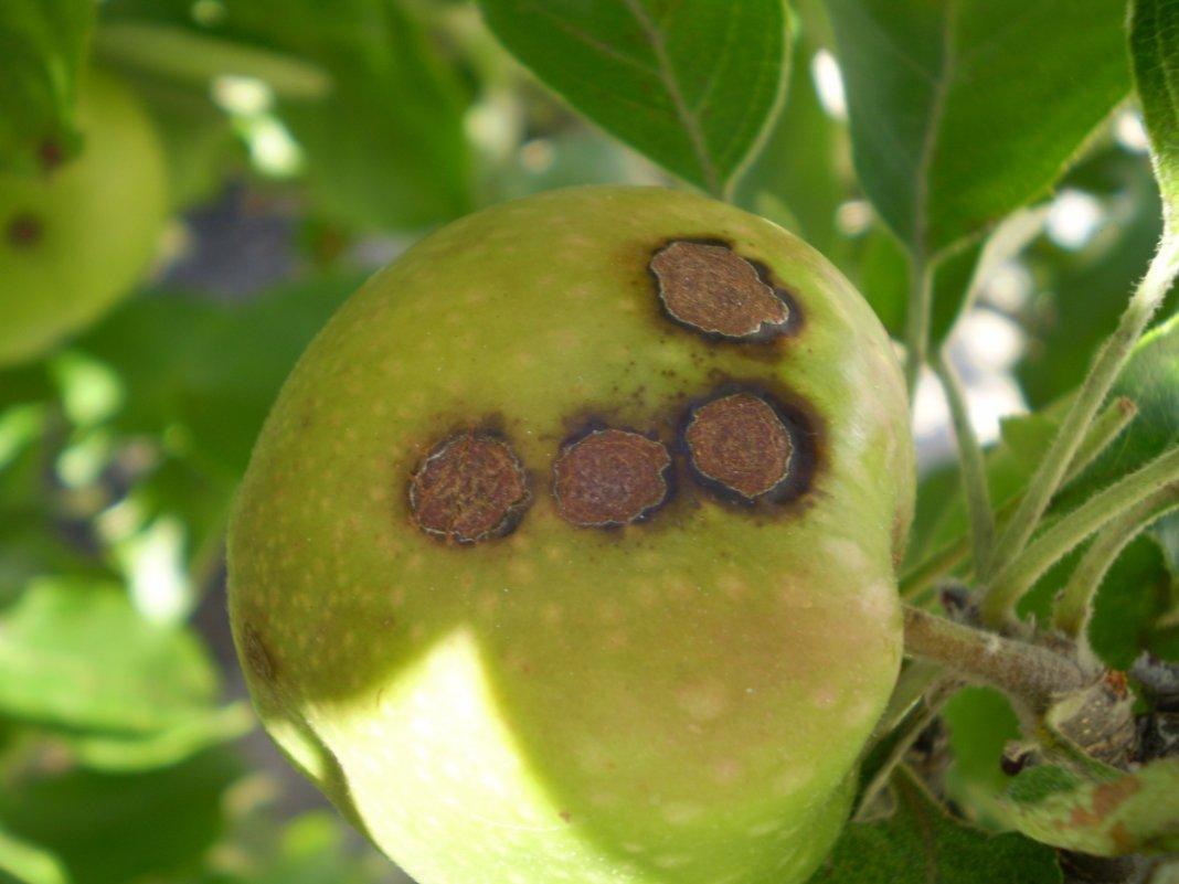 Признаки парши на яблоне фото лечение