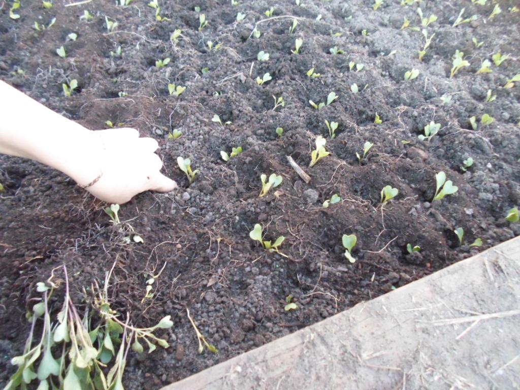 Пикировка пекинской капусты пошагово с фото