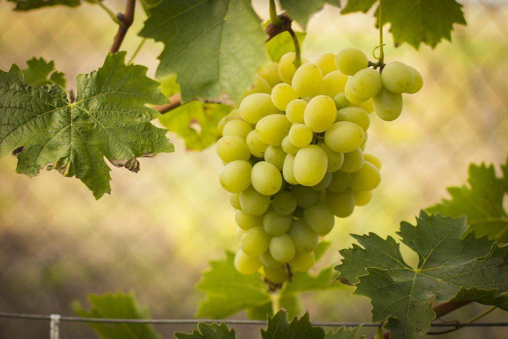 На какой год виноград плодоносит. На какой год начинает плодоносить виноград и от чего это зависит