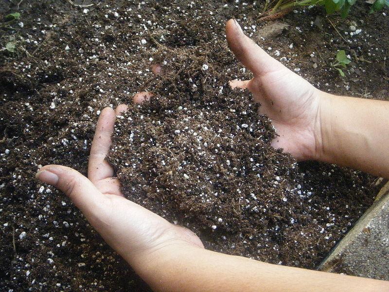 Культура хорошо растёт на плодородной, влагоёмкой почве со слабокислой реакцией. Капусте хорошо подходят суглинки, обогащённые внесением перегноя. Земле с высокой примесью песка добавляют торф, перегной и обычную садовую землю.