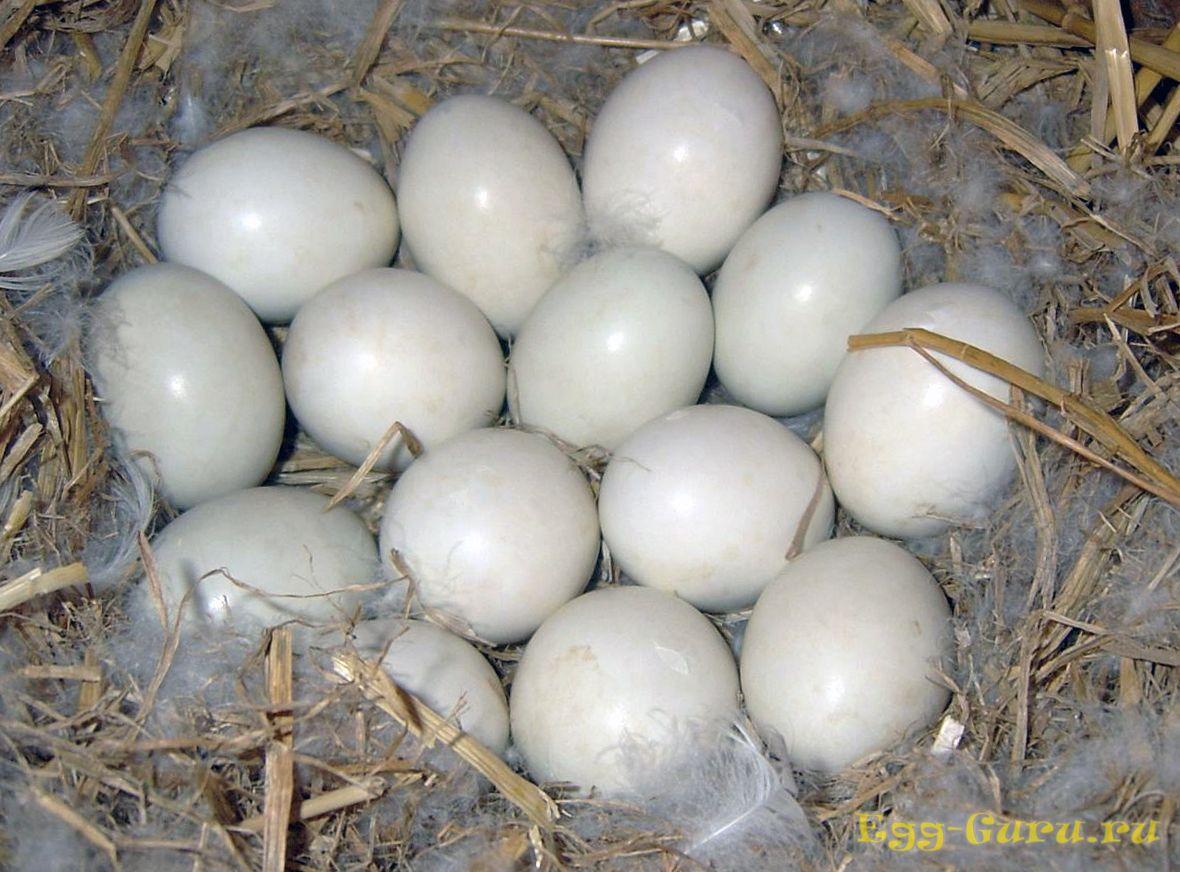 Сколько сидит утка на яйцах. Инкубационное яйцо индоутки. Утиное яйцо муларды. Яйцо утиное инкубационное. Яйцо индоутки.