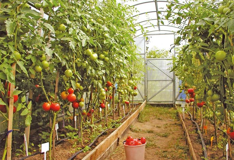 О помидорах в теплице: посадка и уход, выращивание в теплице изполикарбоната
