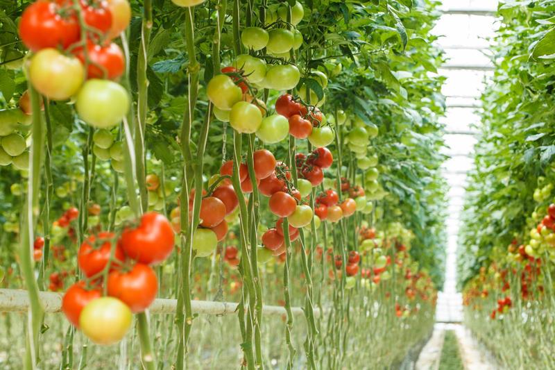 Rajčata v kbelících, rostoucí vzhůru nohama: výhody a nevýhody výsadby rajčat vzhůru nohama