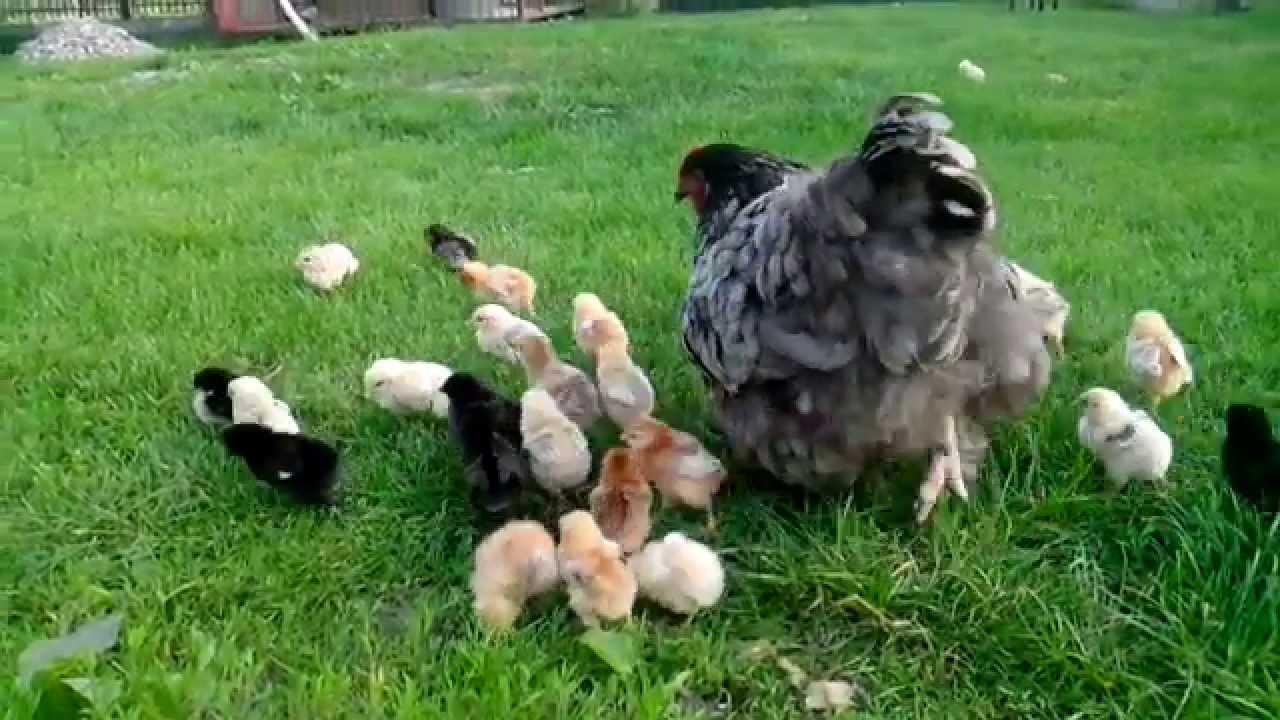 Как подсадить молодых кур