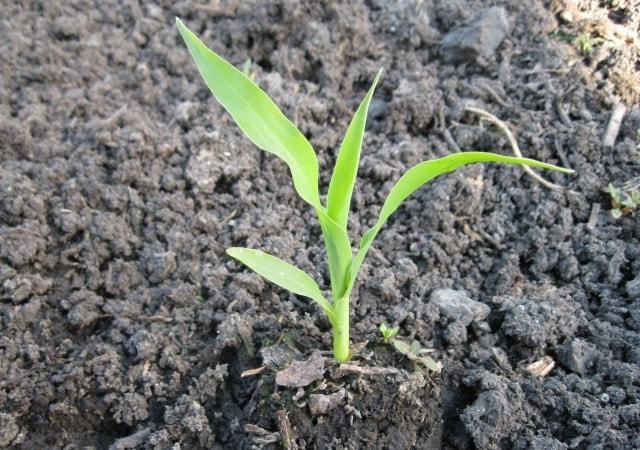 Когда сажать семена кукурузы в открытый грунт в Подмосковье, агротехникавыращивания