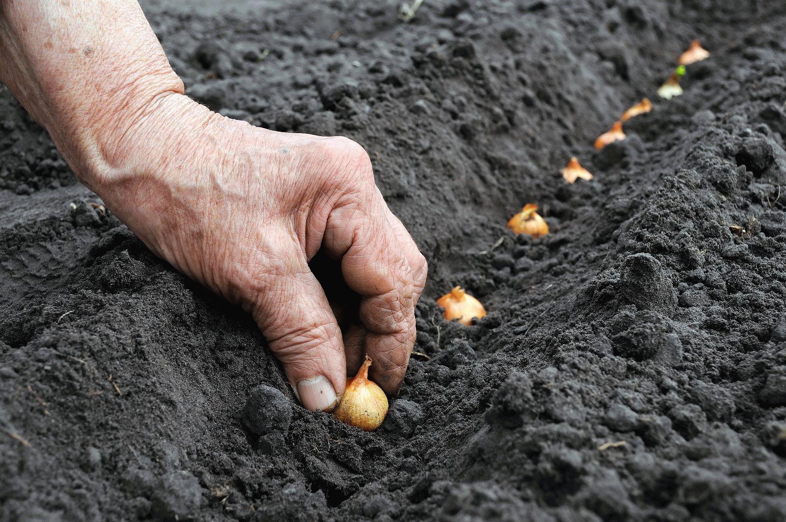 Как посадить лук севок в открытом грунте: когда и как сажать весной нагрядке