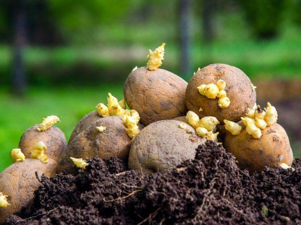 Метод Митлайдера: как сажать картофель, схема посадки, выращивание