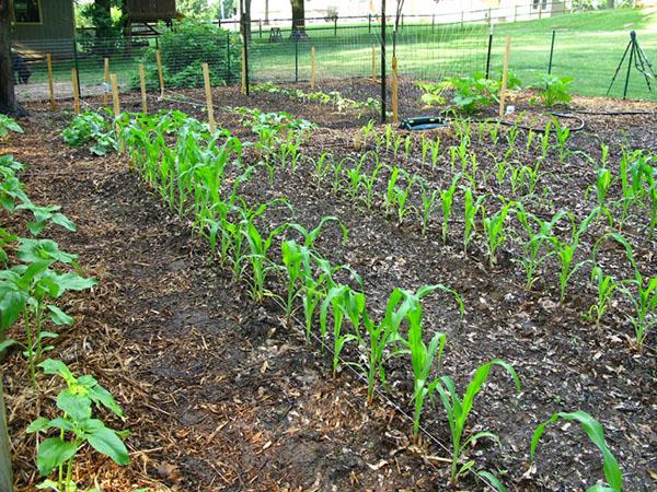 Посадка кукурузы рассадой в открытый грунт: как высаживать, при какойтемпературе