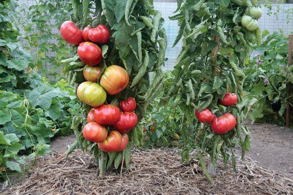 ris. 2. pomidory plohie sosedi dlja baklazhan