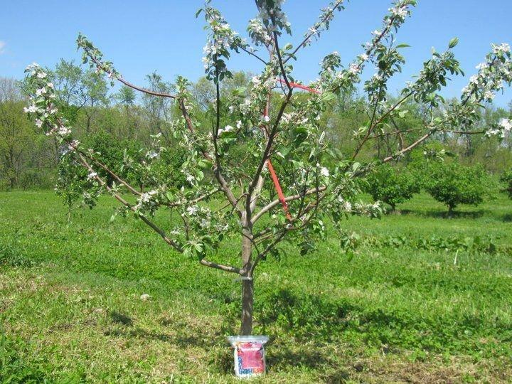 На какой год плодоносит яблоня после посадки, почему цветет но не плодоносит