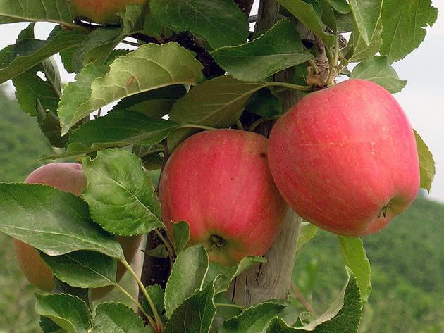 О колоновидной яблоне Кумир: описание и характеристики сорта, посадка и уход