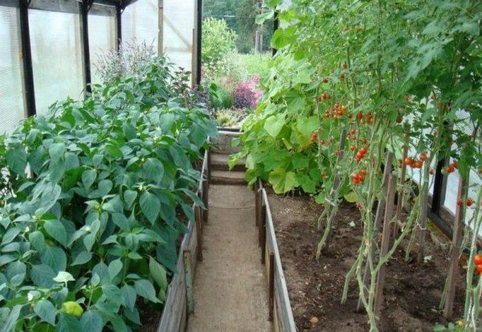 Что можно посадить в теплице вместе с помидорами: совместимость с другими культурами