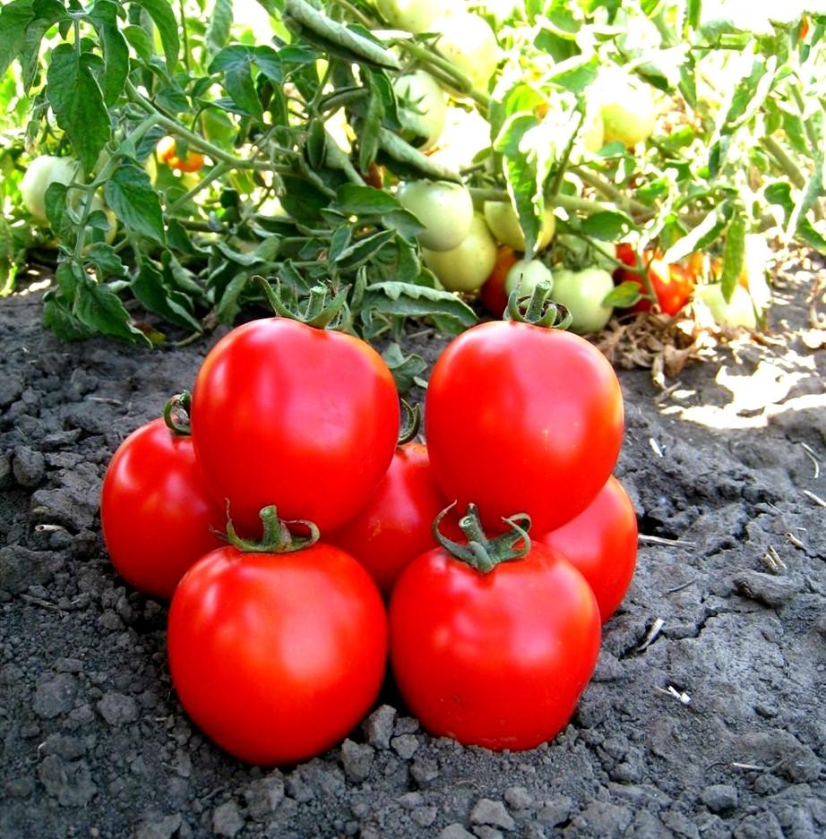 Сорта томатов для Краснодарского края названия, фото, описание