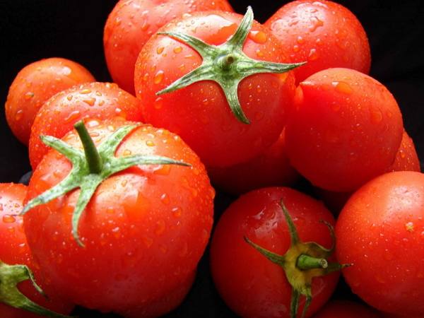 Сорта томатов для Краснодарского края для открытого грунта, помидоры дляКубани