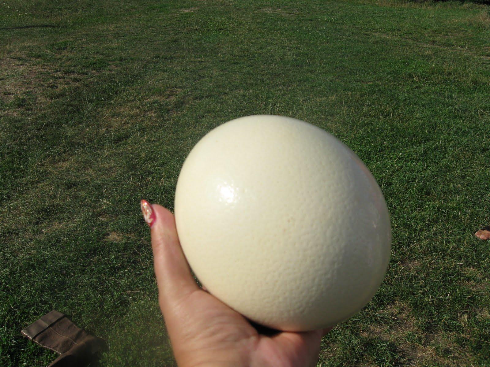 Самое сильное яйцо. Яйцо страуса. Яйцо африканского страуса. Огромные страусиные яйца. Страусиное яйцо разбитое.