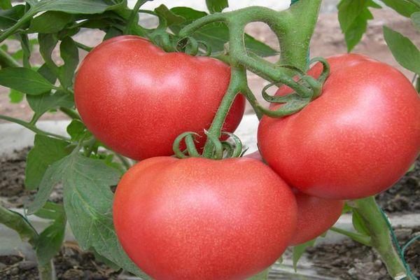 Томат Таня f1: характеристика и описание сорта помидоров, отзывы тех, кто их выращивал, фото кустов и урожая