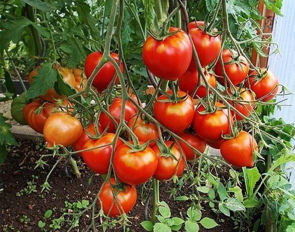 Интуиция: описание сорта томата, характеристики помидоров, выращивание