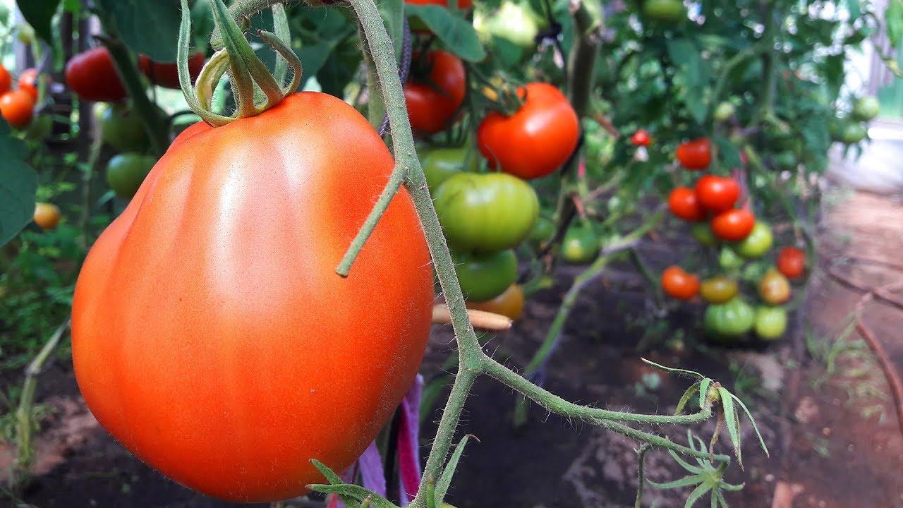 Томат пузата хата описание сорта помидоров