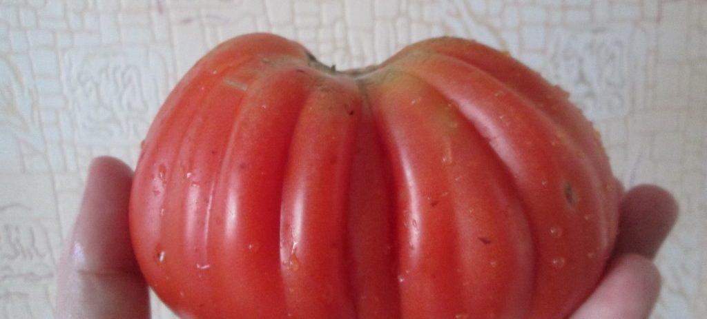 Томат пузата хата описание сорта помидоров