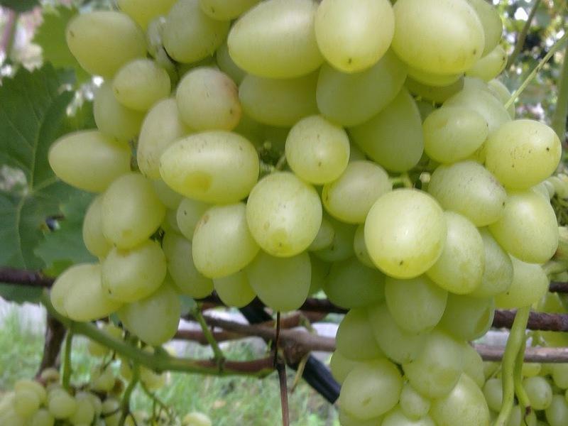 Виноград Гарольд описание плодового сорта и характеристики история с фото