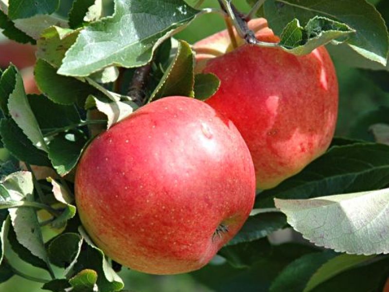 О яблоне Розочка: описание сорта, характеристики, агротехника, выращивание