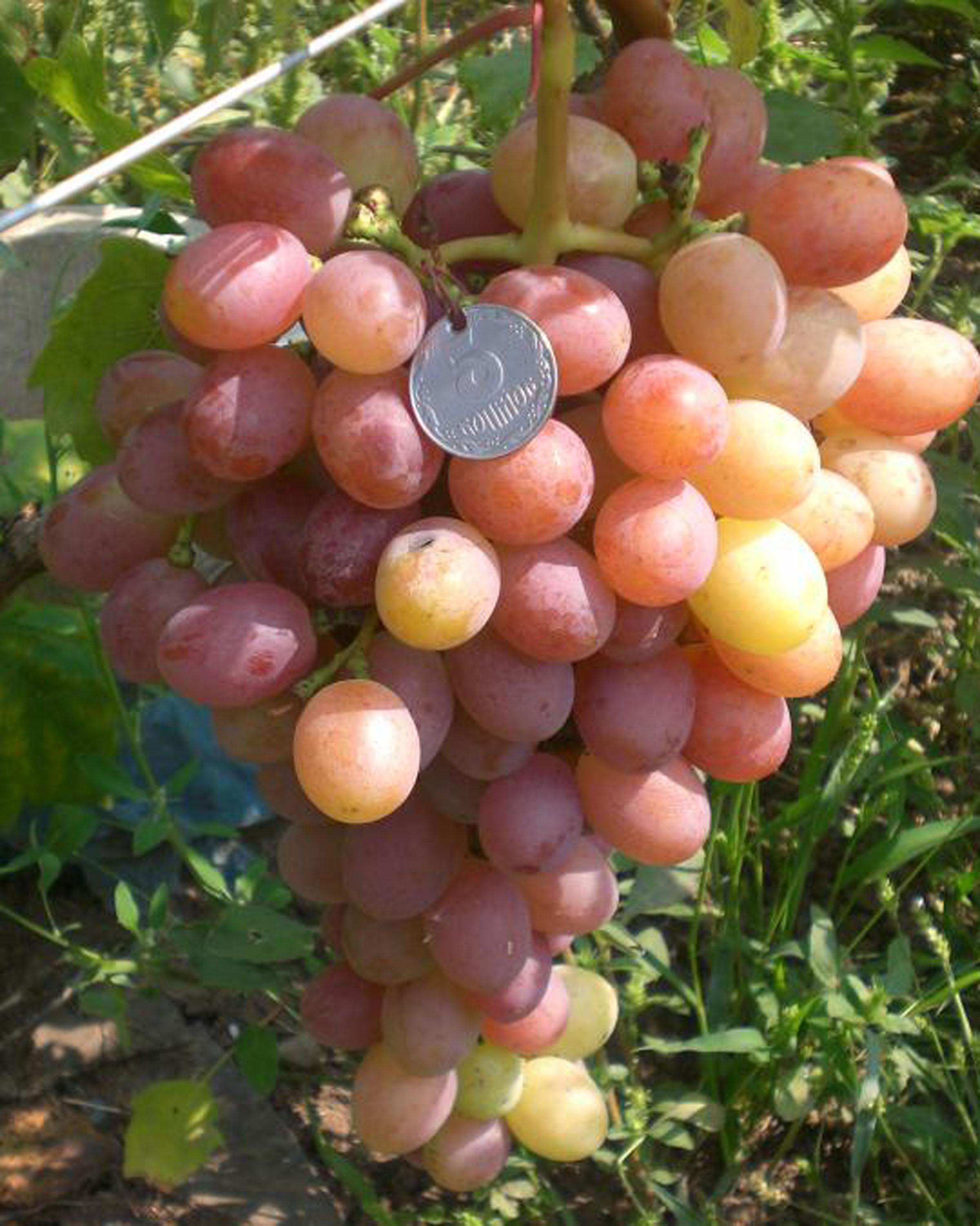 Виноград Гурман ранний: описание сорта, особенности, урожайность и отзывы