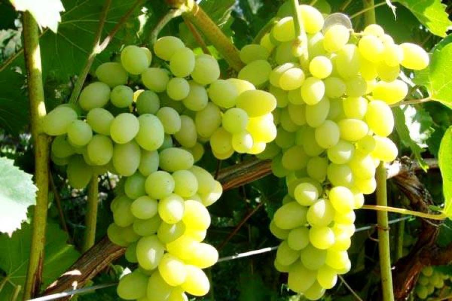 Как правильно посадить виноград в сибири?