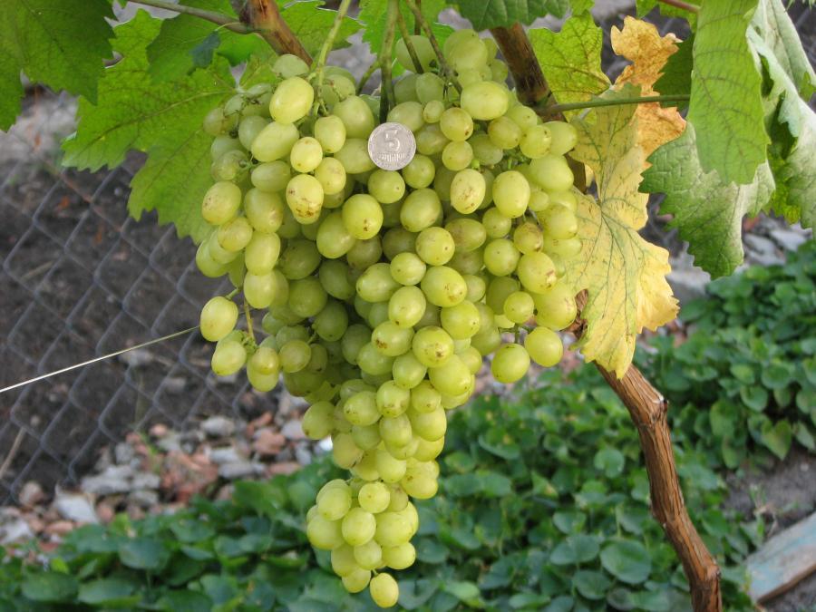 Как посадить виноград на Урале весной в открытом грунте, выращивание и уход