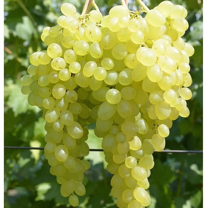 Прибалтийские сорта винограда фото и описание