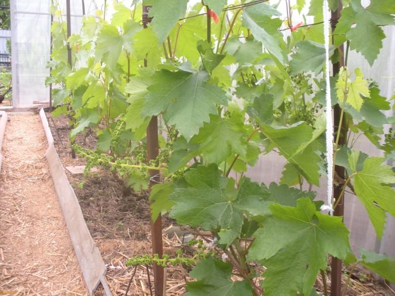 Виноград в Подмосковье выращивание без теплицы