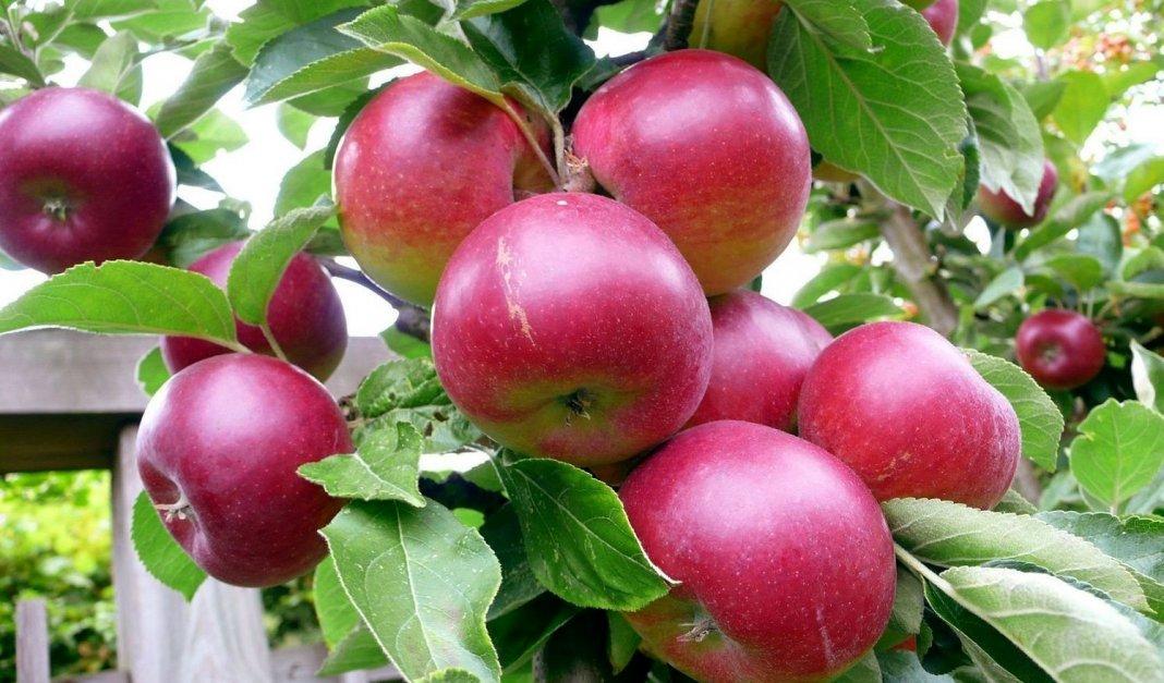 О яблоне Боровинка: описание и характеристики сорта, посадка и уход