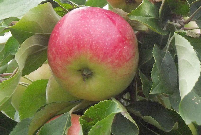 Характеристика яблони мельба описание сорта фото