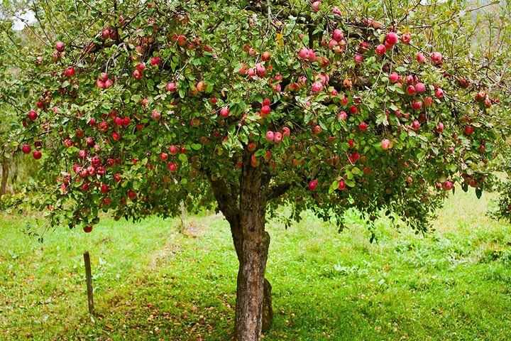 выращивание яблонь в сибири