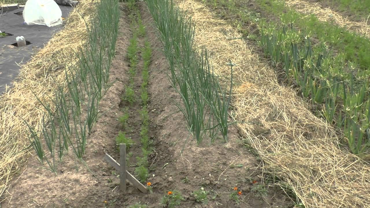 Совместные посадки лука и моркови фото