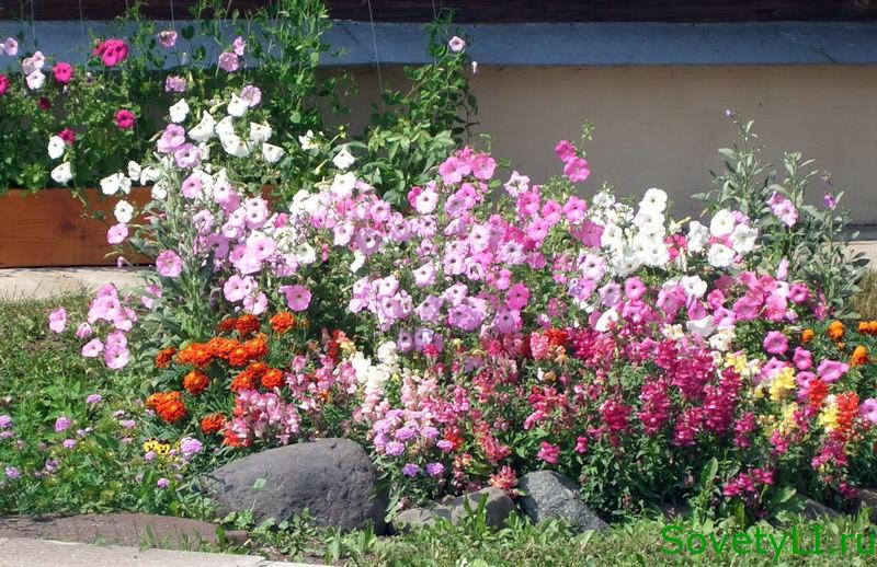 Однолетние цветы для сада с названиями с фото