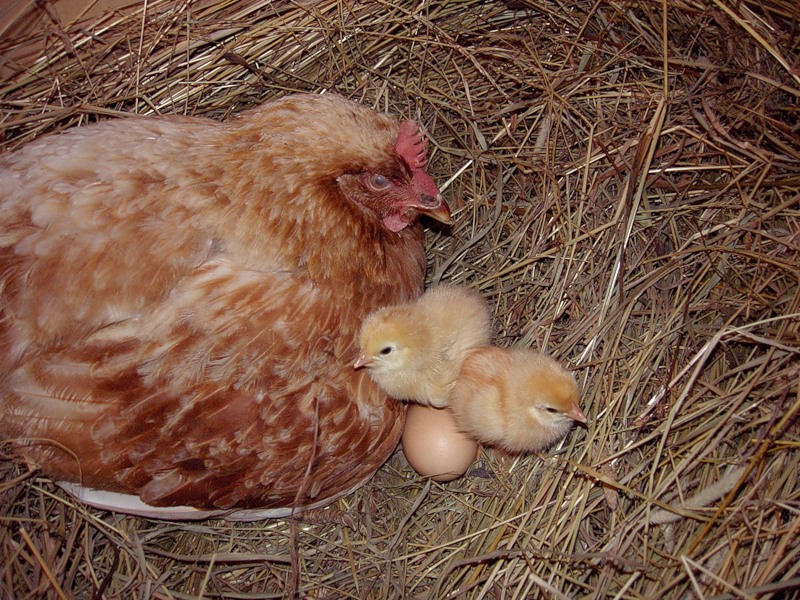 Как подсадить молодых кур. Наседка курица высиживает яйца. Наседка Кучинская Юбилейная. Куры несушки наседки. Куры и цыплята.