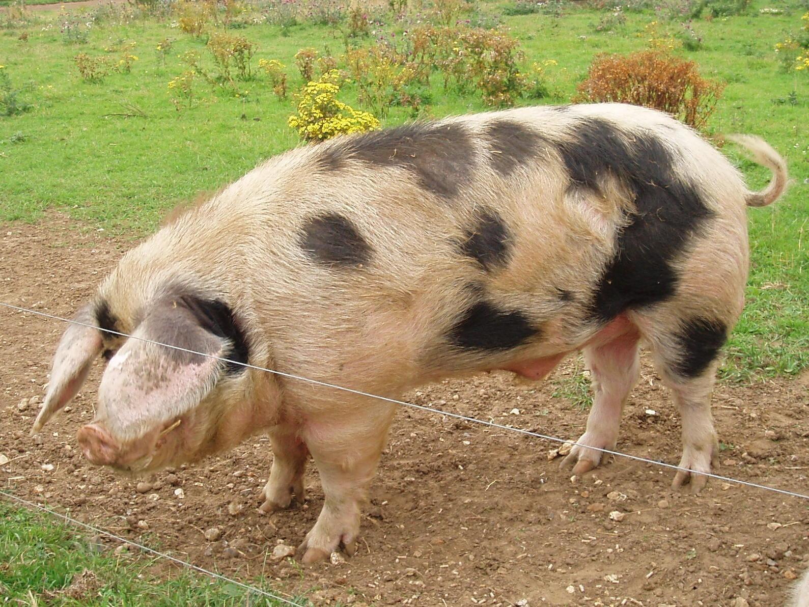 Смешанные свиньи. Порода свиней Гемпшир. Пьетрен порода поросят. Ливенская порода свиней. Порода свиней Темпо.
