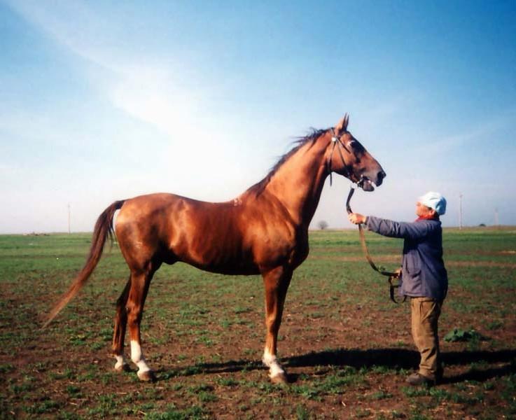 О буденновской породе лошадей: буденовский конь относится к верховым,описание