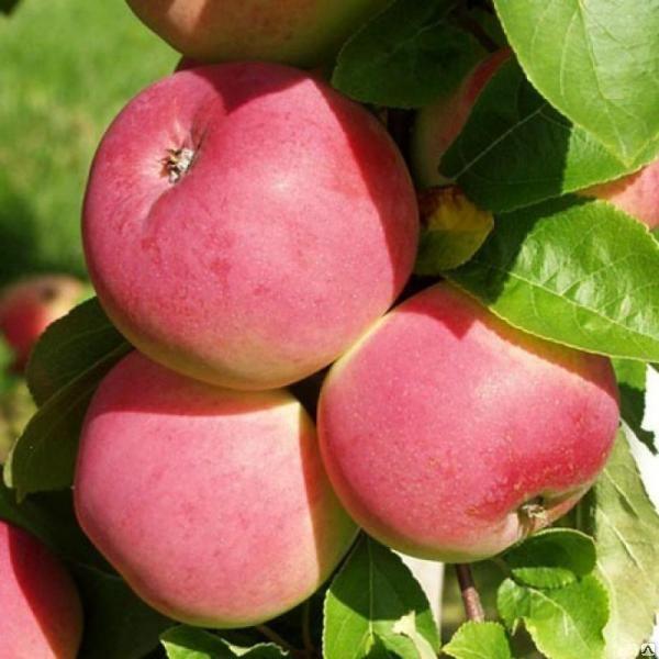 О сортах яблонь: самых хороших и вкусных (сладких, кислых, ранних, поздних)
