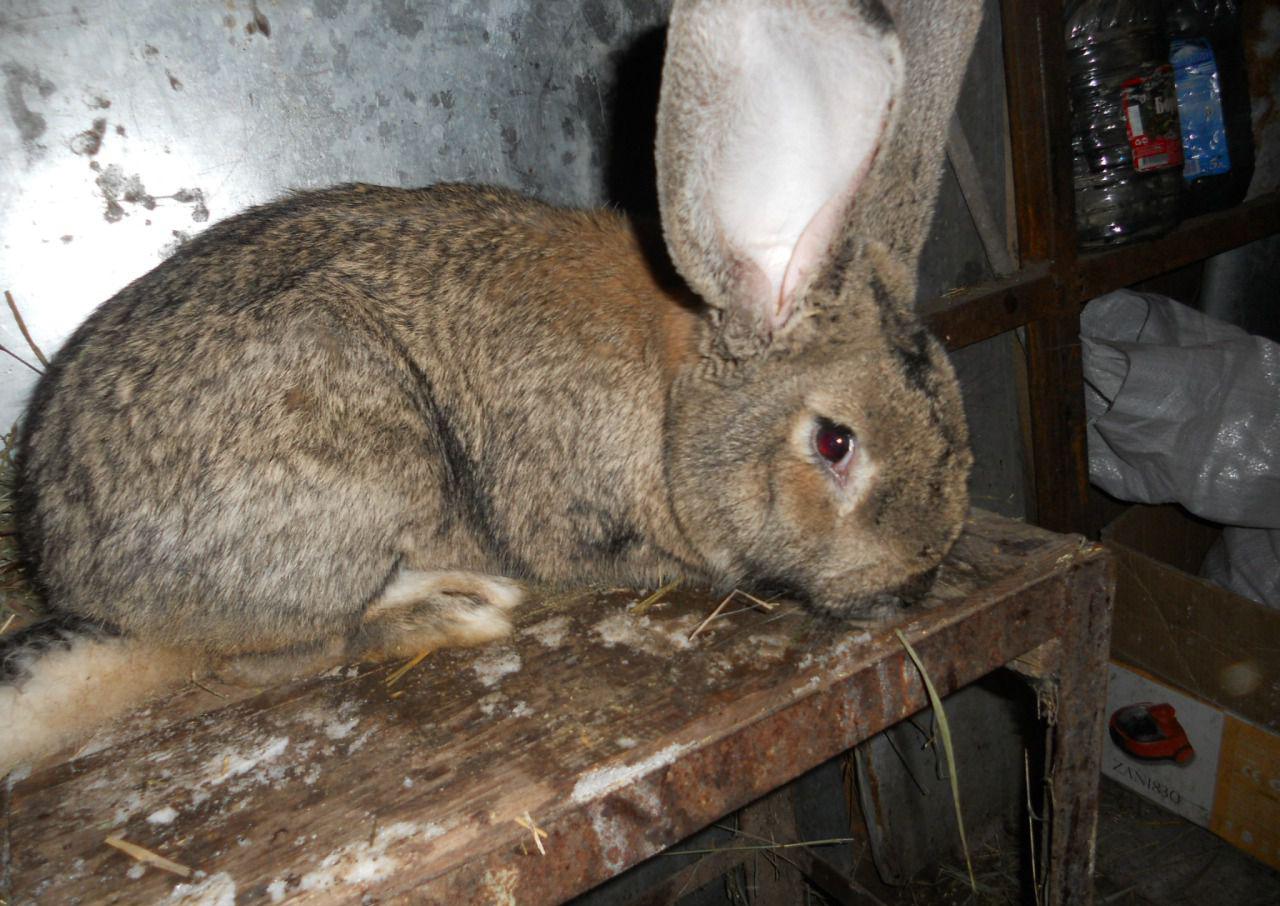 Кролики Фландр: подробное описание породы