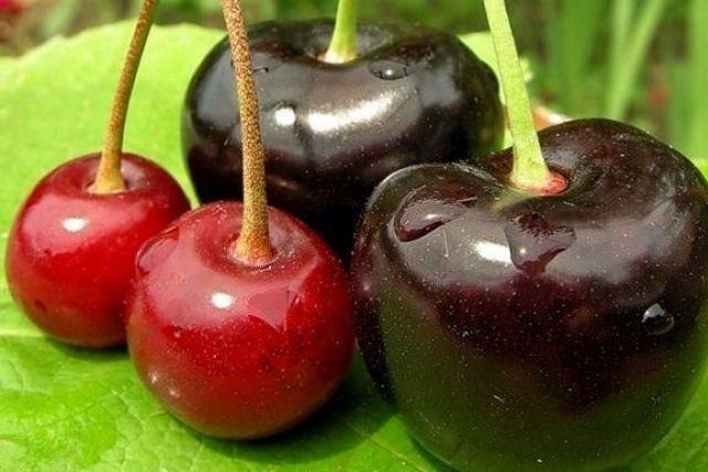 В чем отличие вишни от черешни: разница саженца, дерева, листа, плода