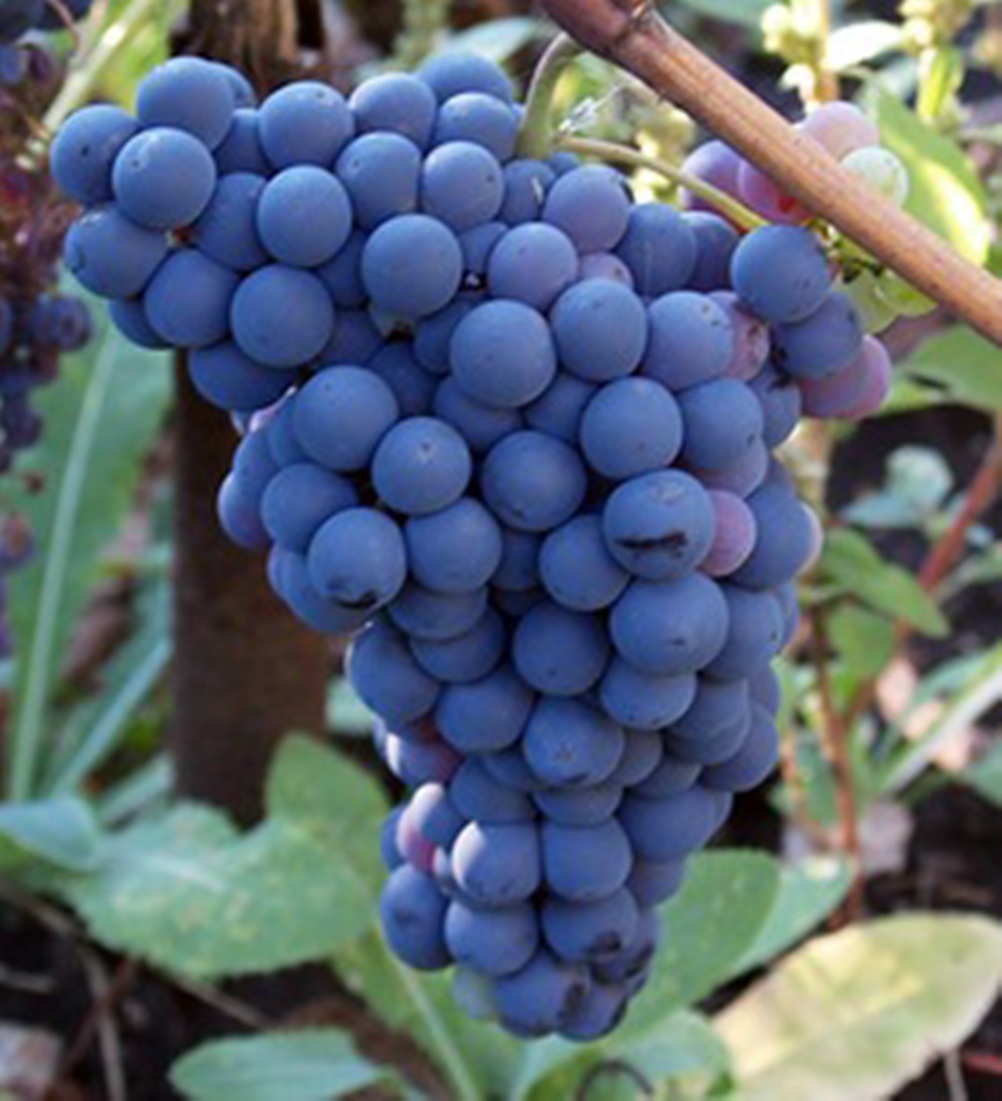 Как ухаживать за виноградом после посадки весной: в первый год, второй год